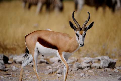 Daan Viljoen Game Reserve Namibia