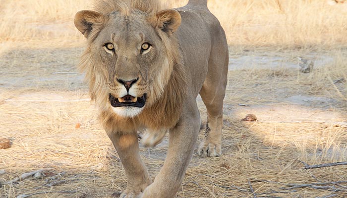 Things to do at Elodorado Lodge Etosha National Park Namibia