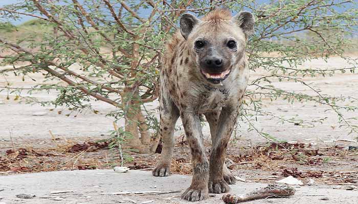 Elodorado Lodge Etosha National Park Namibia