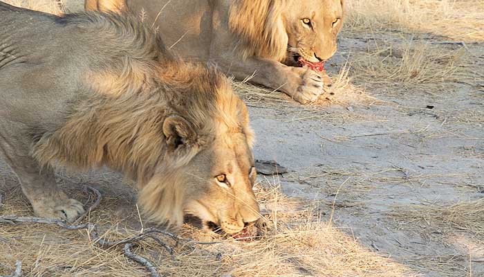 Elodorado Lodge Etosha National Park Namibia