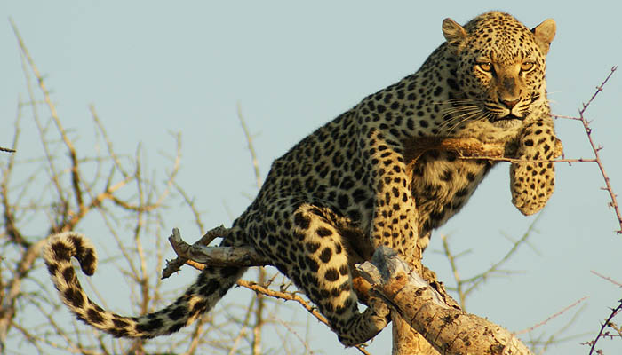 Elodorado Lodge Etosha National Park Namibia