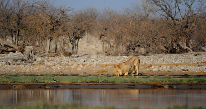 Lion drinking at Halali waterhole in Etosha National Park