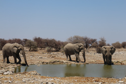 Elephants in Etosha Pan near Onkoshi