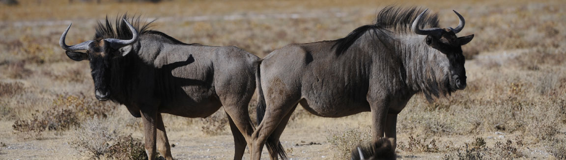 Daan Viljoen Game Reserve near Windhoek Namibia