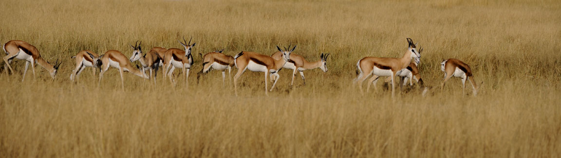 Daan Viljoen Game Reserve has lots of wildlife including springbok as pictured here.