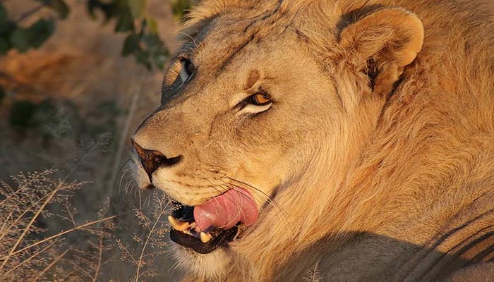 Eldorado Lodge Etosha National Park Namibia