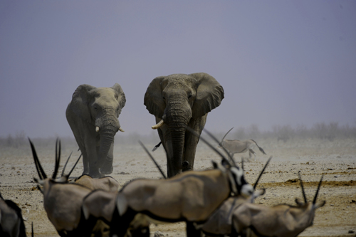 Etosha Okaukuejo Camp waterhole