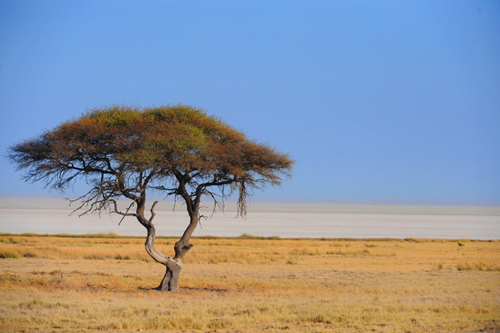 The newest camp in the park and first in the west of Etosha