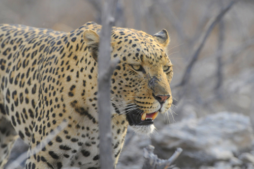 Okaukuejo Waterhole offers game viewing from the comfort of the camp