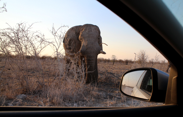 Halali Game Driving in Etosha