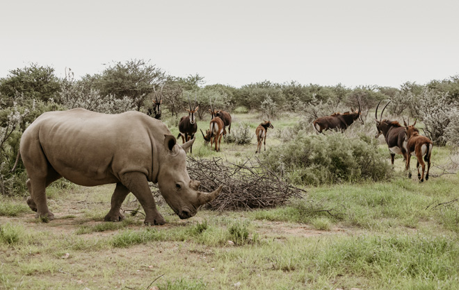 Things to Do at Okapuka Safari Lodge and in and around Windhoek Namibia