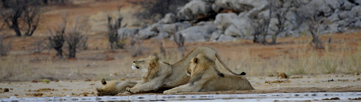 Olifantsrus Camp Site NWR inside Etosha National Park Namibia