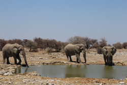 Elephants in Etosha Pan near Onkoshi