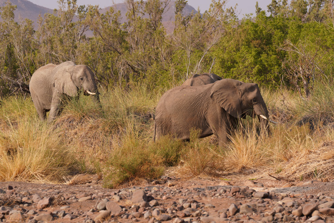 Things to do at Palmwag Lodge Damaraland Namibia