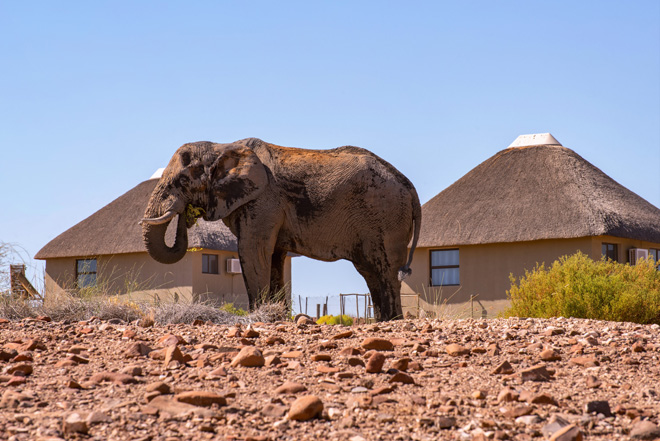 Things to Do at Palmwag Lodge and in and around Damaraland Namibia