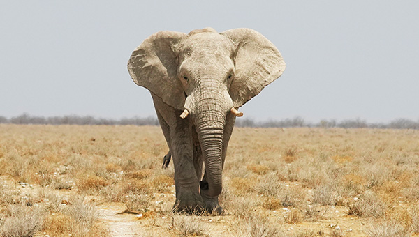 Elephants and wildlife at a waterhole in Etosha National Park, Namibia