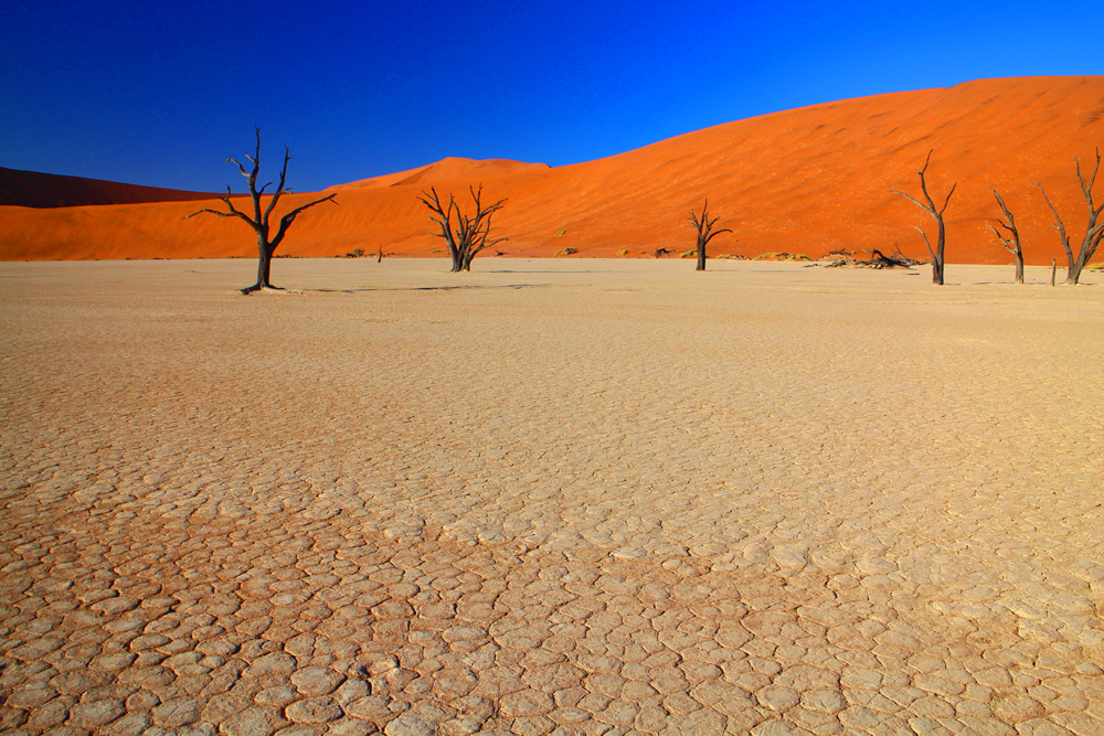 Olifantsrus Etosha Namibia