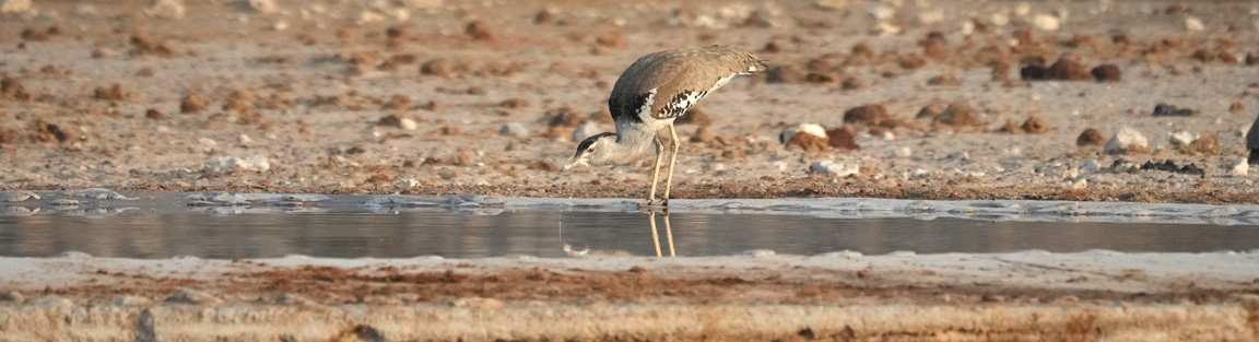 How to get to Toshari Lodge in Etosha Namibia