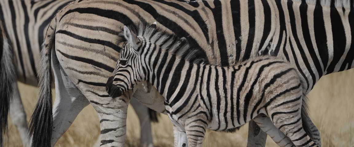 Waterberg Resort NWR offers guided game drives inside Waterberg Plateau Park Namibia