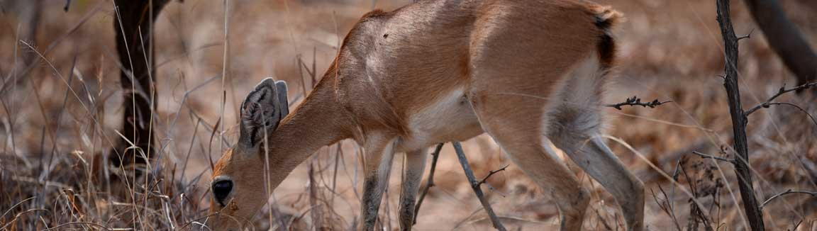 Waterberg Plateau Park