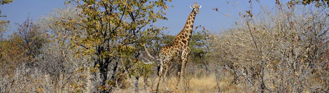 Activities at Waterberg Resort NWR include guided game drives and hiking.