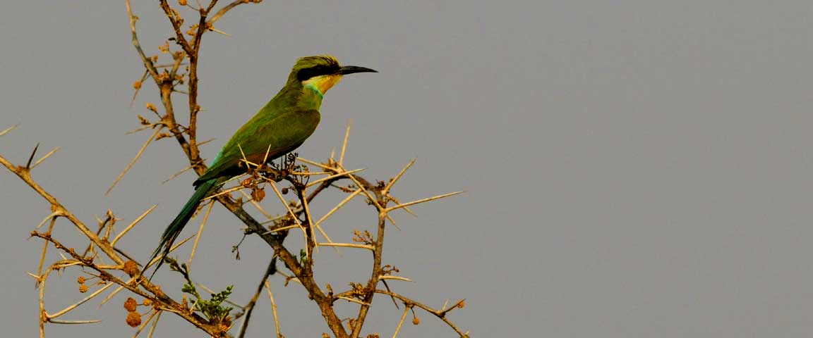 Waterberg Resort NWR Waterberg Plateau Park Namibia