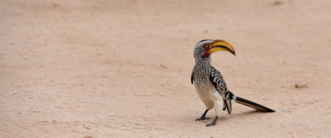 Camsite at Waterberg Plateau Park