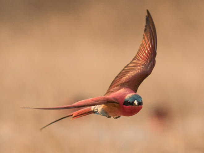 Birdwatching and photography opportunities at Zambezi Mubala Lodge Caprivi Namibia